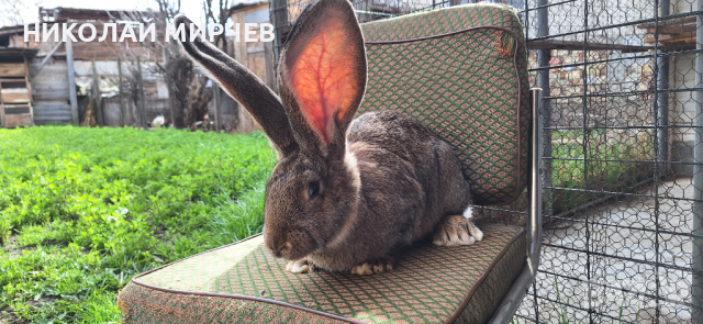 Белгийски великани, снимка 9 - Други животни - 36530605