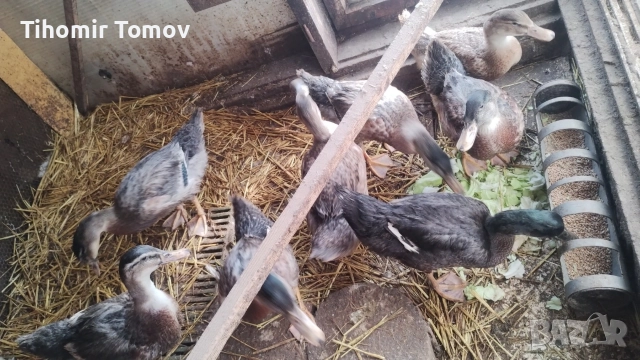 продавам домашно гледани пуйки пуяци за празниците , снимка 13 - Кокошки и пуйки - 51832484