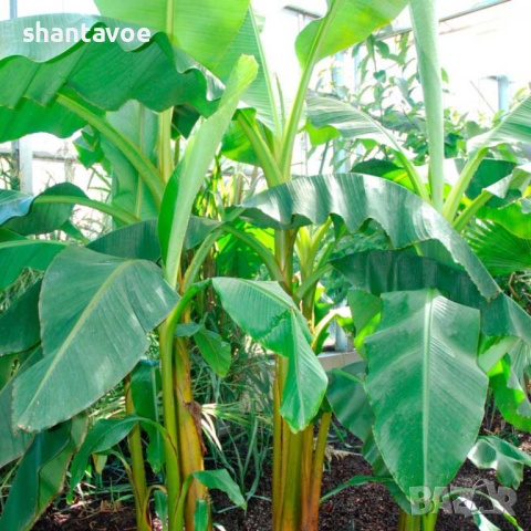 Бананово дърво в саксийка с луковици и пръст, снимка 5 - Стайни растения - 44601951