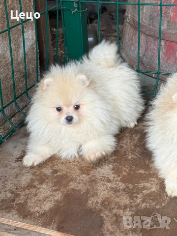 Момиче померан, снимка 2 - Померан - 53280253