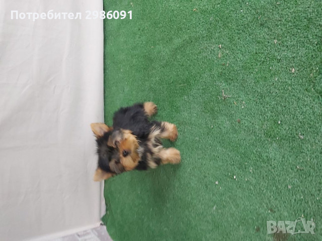 Мини йоркширски териер , снимка 3 - Йоркширски териер - 36517526