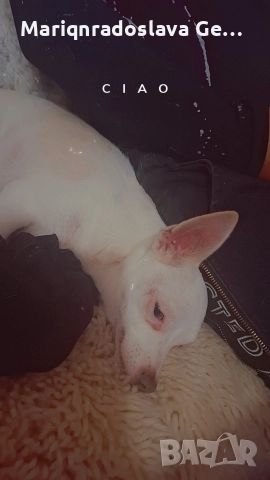 продава се мини пинчер , снимка 3 - Пинчер - 52771393