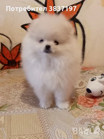 3 мъжки и 1 женско, снимка 16 - Померан - 52996319