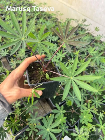 Лупина няколко вида , снимка 2 - Градински цветя и растения - 53818007