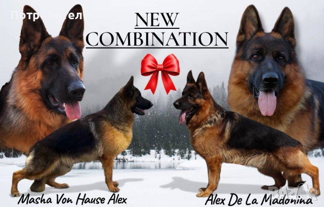 Немска Овчарка