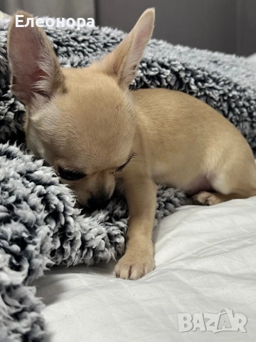 Топ Мини Чихуахуа Момиченце