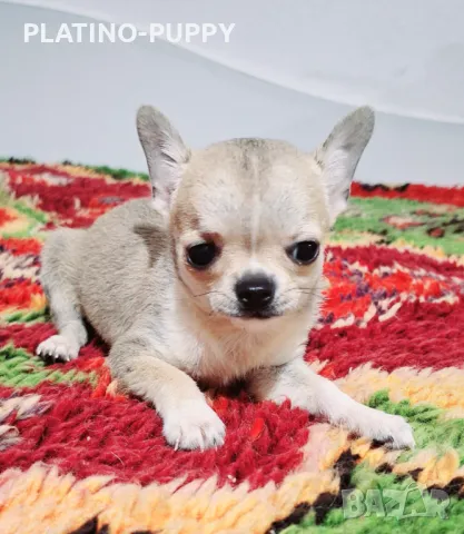 ЧИХУАХУА БЕБЕТА, снимка 3 - Чихуахуа - 48926548