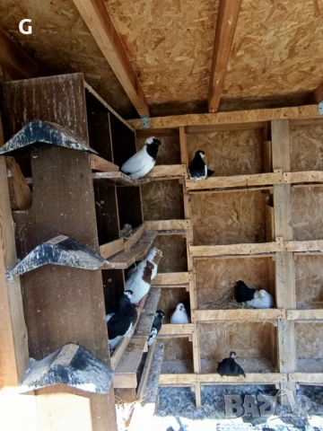 Гълъби различни видове , снимка 5 - Гълъби - 53737399