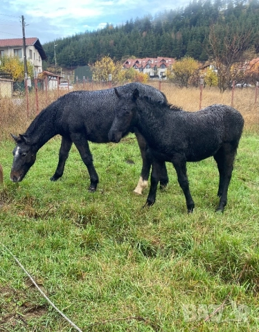 Кобила с малко конче, снимка 6 - Коне - 52208617