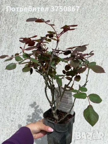 РОЗА 🌹 BOTERO® Meiafone 🌹, снимка 4 - Градински цветя и растения - 49671839