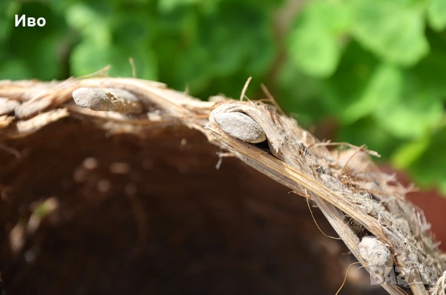 Стара, голяма тръвна за декорация, снимка 13 - Градински мебели, декорация  - 53815443