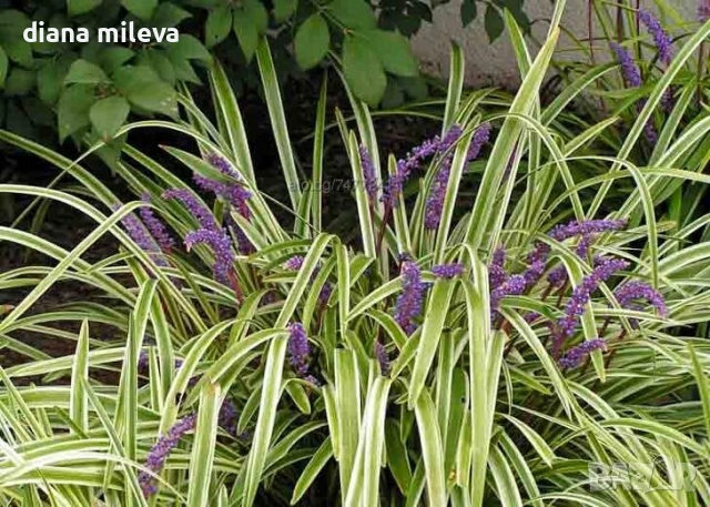 Лириопе Мускари, Liriope muscari 'Variegata', снимка 7 - Градински цветя и растения - 51899094