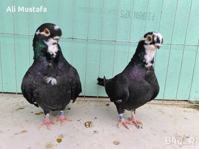 Африканска сова , снимка 6 - Гълъби - 50071282