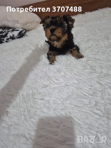 йоркширски териер 