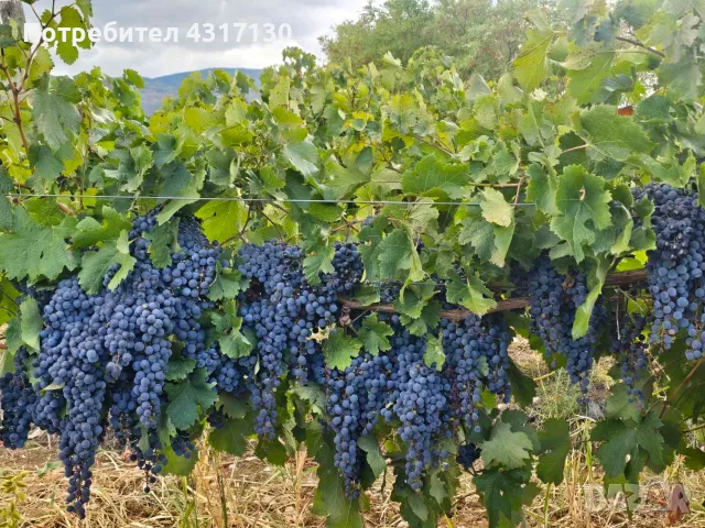 Грозде Мерло – захарност над 26° – 0,40 €/кг – с. Червен, Асеновград