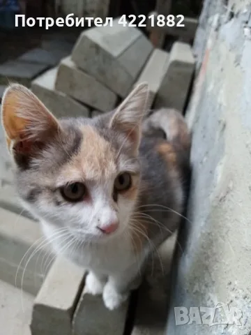 подарявам женско коте на 3 месеца, снимка 8 - Други - 56247597