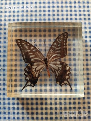 естествени  пеперуди , снимка 2 - Колекции - 39596146