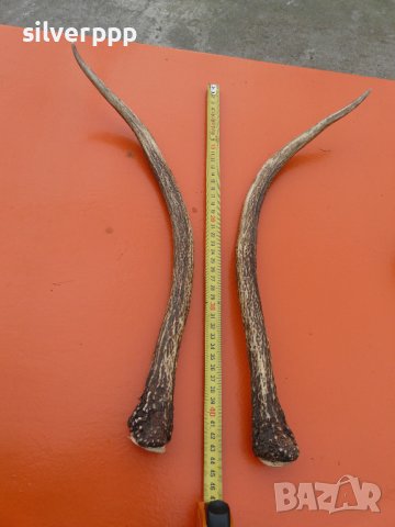  Рога от елен шилар 