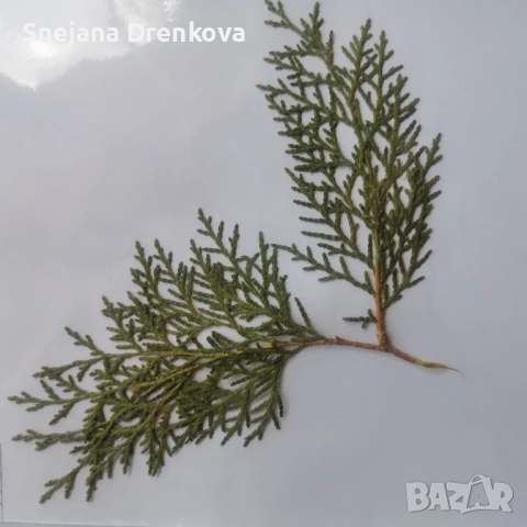 Систематичен хербарий, снимка 4 - Ученически пособия, канцеларски материали - 51890096