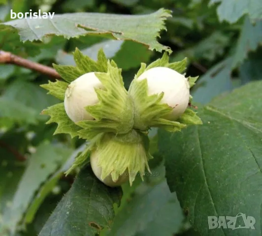 Лешници - Тонда джентиле, Ран трапезундски, Римски и Тонда ди джифони, снимка 7 - Разсади - 42336590