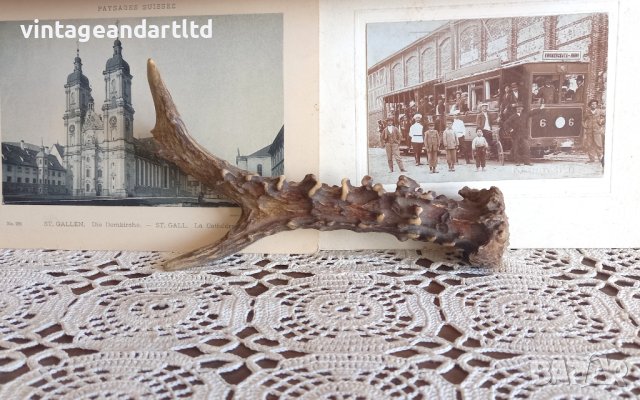 Рог от сръндак, благороден елен, заготовка за нож, снимка 4 - Ножове - 42610424