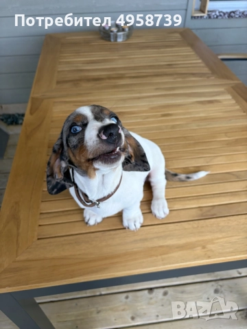 Дакел Мерле бял петнист, снимка 5 - Дакели - 56214152