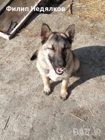 Женска овчарка на 8 месеца 