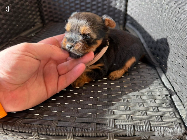 Йоркширски териер актуално от 20.01.2026, снимка 3 - Йоркширски териер - 53163636