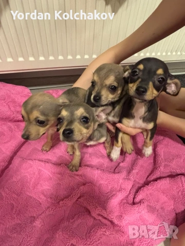 Чиху-пинчер кученца – готови за нов дом