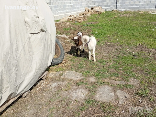 плевенски овце хубави , снимка 8 - Овце - 53807495