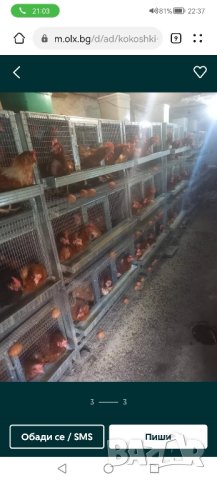 Клетки за кокошки , снимка 10 - За птици - 33487881