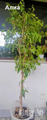 Многогодишен зелен храст Euonymus japonicus, снимка 6 - Градински цветя и растения - 41324609