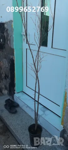  Нар 120 см, снимка 2 - Разсади - 48270596