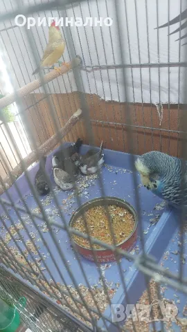 Амадини Канарчета , снимка 12 - Амадини - 49771329