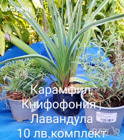 Цветя микс,външни основно и някои вътрешни. Цени на снимки 