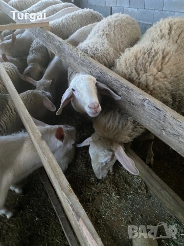 Продавам шилета, снимка 2 - Овце - 53260173