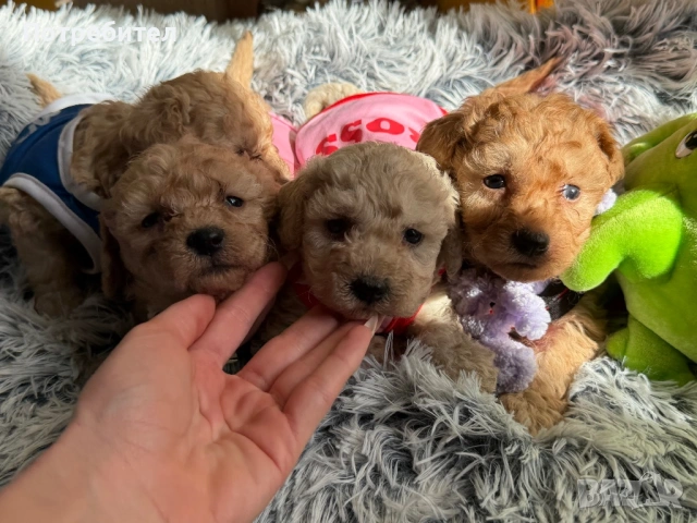 Той пудел , снимка 3 - Пудели - 53784154