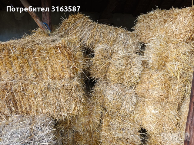 Бали пшенична слама , снимка 2 - За селскостопански - 53082998