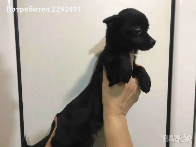 Мини Пинчери , снимка 3 - Пинчер - 52878798