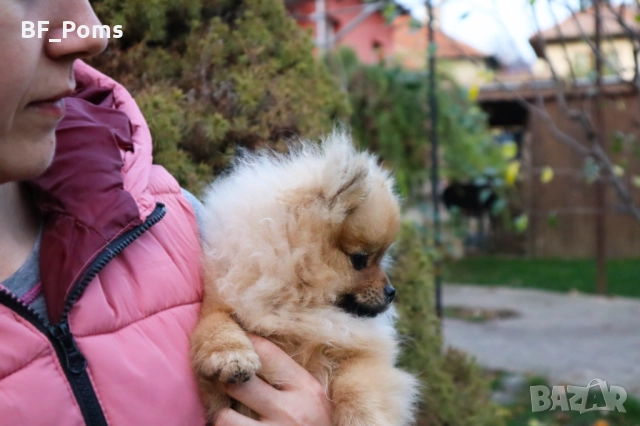 Миниатюрно момиченце померан с родословие FCI, снимка 3 - Померан - 50219721