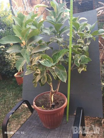 Лимон , снимка 2 - Стайни растения - 51421004