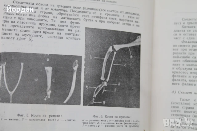 Книга ''Патология на птиците и хигиена на стопанствата'', снимка 11 - Специализирана литература - 50701513