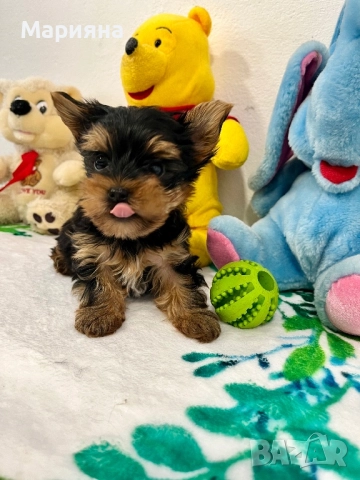 Йоркширски териер-супер мини йорки