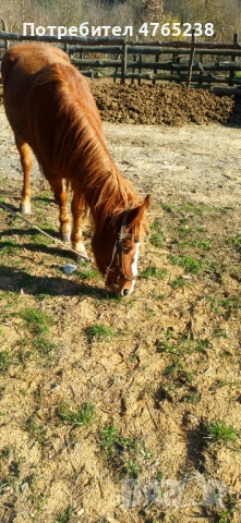 Кон, снимка 2 - Други животни - 53837470