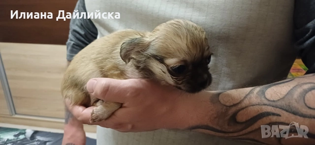 Супер мини чихуахуа, снимка 6 - Чихуахуа - 53387021