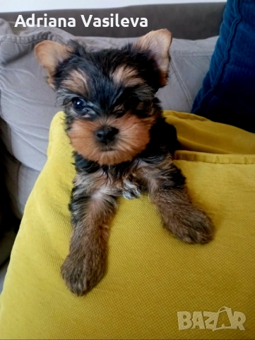 Йоркширски териер, снимка 3 - Йоркширски териер - 52858194