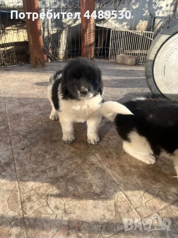 Сертифициран Развъдник продава българско овчарско куче / каракачанка, снимка 3 - Каракачанска овчарка - 50499590