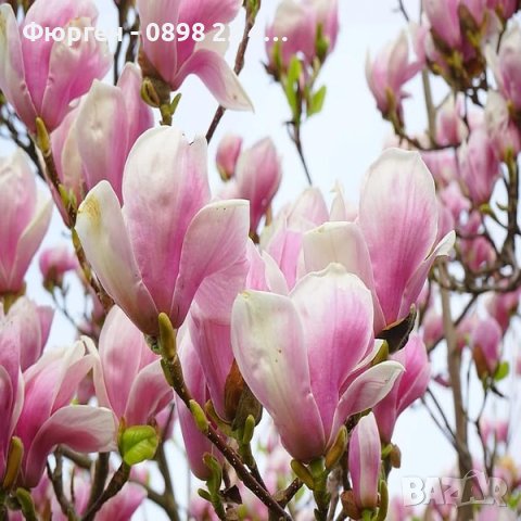 Магнолия Soulangeana, снимка 3 - Разсади - 40338143