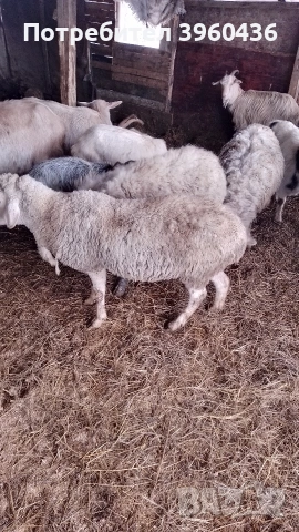 продавам овце , снимка 4 - Овце - 53193535