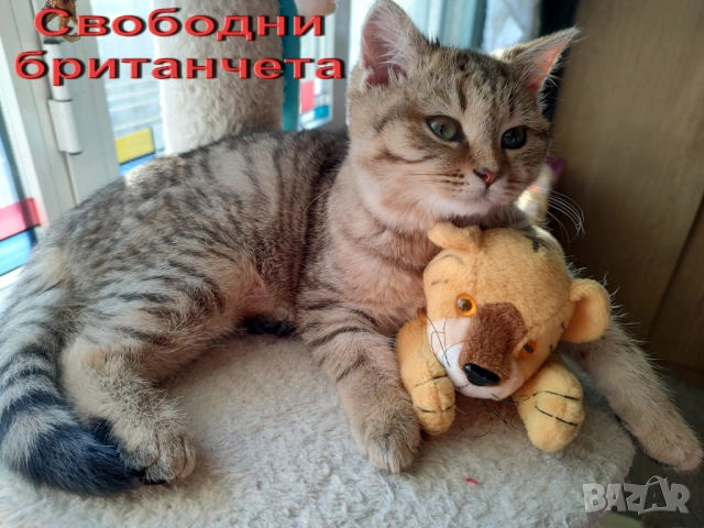 Британско коте, момиче, момче, маркирано, агути, таби, котка, котарак, котенце британче